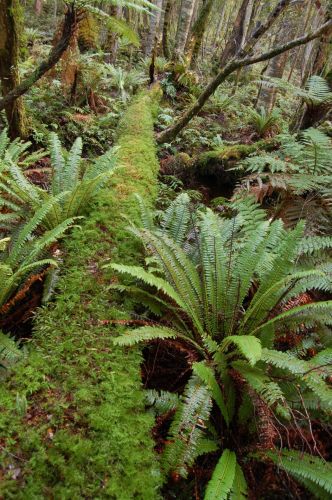 Deep in the Waitutu Forest