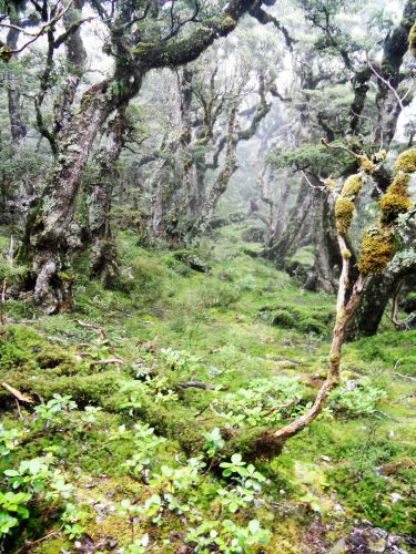 Goblin Forest - Hump Track