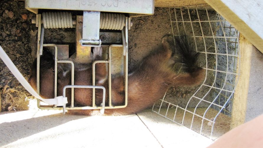 Stoat in WJET Trap